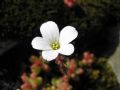 Saxifraga corsica